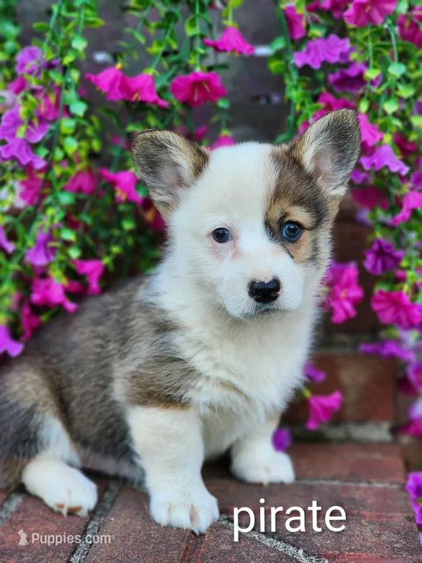 Pirate, a male Pembroke Welsh Corgi for sale in Winston-Salem, NC – Photo 1 of 4