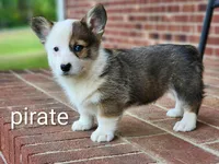 Pirate, a male Pembroke Welsh Corgi for sale in Winston-Salem, NC – Photo 3 of 4