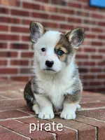 Pirate, a male Pembroke Welsh Corgi for sale in Winston-Salem, NC – Photo 2 of 4