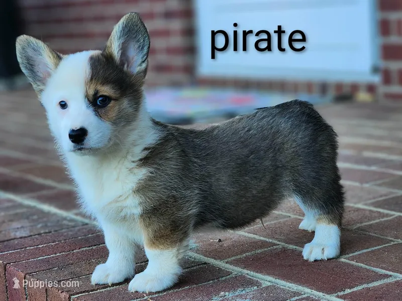Pirate – Pembroke Welsh Corgi puppy for sale in Winston-Salem, NC