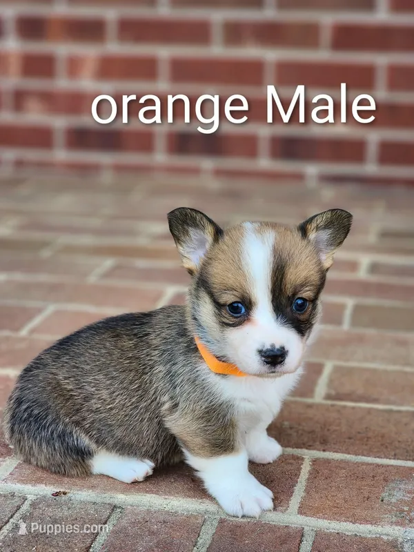 Oliver  – Pembroke Welsh Corgi puppy for sale in Winston-Salem, NC