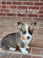 Oliver , a male Pembroke Welsh Corgi for sale in Winston-Salem, NC – Photo 1 of 3