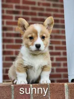 Sunny, a female Pembroke Welsh Corgi for sale in Winston-Salem, NC – Photo 3 of 3
