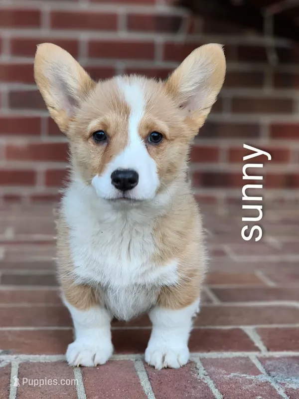 Sunny – Pembroke Welsh Corgi puppy for sale in Winston-Salem, NC