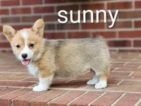 Sunny, a female Pembroke Welsh Corgi for sale in Winston-Salem, NC – Photo 2 of 3