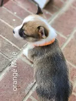 Oliver , a male Pembroke Welsh Corgi for sale in Winston-Salem, NC – Photo 3 of 3