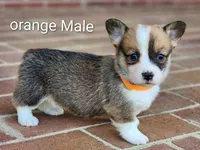 Oliver , a male Pembroke Welsh Corgi for sale in Winston-Salem, NC – Photo 2 of 3