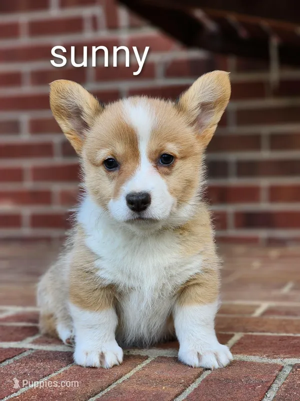 Sunny, a female Pembroke Welsh Corgi for sale in Winston-Salem, NC – Photo 1 of 3