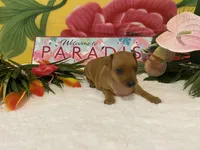 Ruby AKC, a female Miniature Pinscher for sale in Winston-Salem, NC – 3 of 6