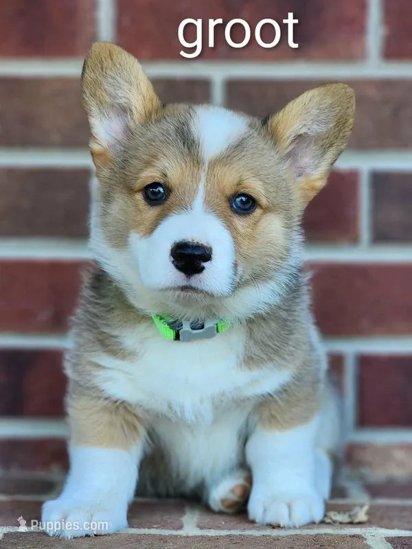 Groot, a male Pembroke Welsh Corgi for sale in Winston-Salem, NC – Photo 1 of 4