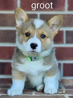 Groot, a male Pembroke Welsh Corgi for sale in Winston-Salem, NC – Photo 1 of 4