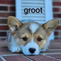 Groot, a male Pembroke Welsh Corgi for sale in Winston-Salem, NC – Photo 2 of 4