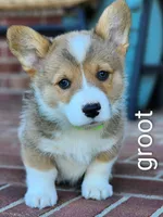 Groot, a male Pembroke Welsh Corgi for sale in Winston-Salem, NC – Photo 3 of 4