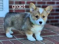 Groot, a male Pembroke Welsh Corgi for sale in Winston-Salem, NC – Photo 4 of 4
