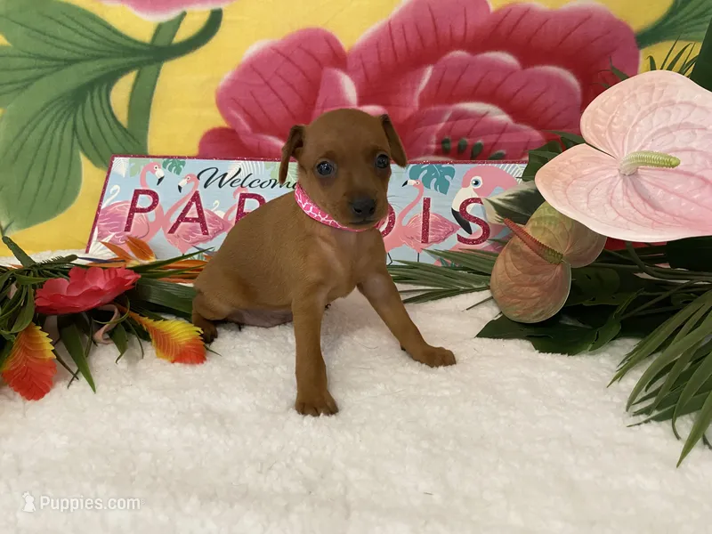 Rosie AKC – Miniature Pinscher puppy for sale in Winston-Salem, NC