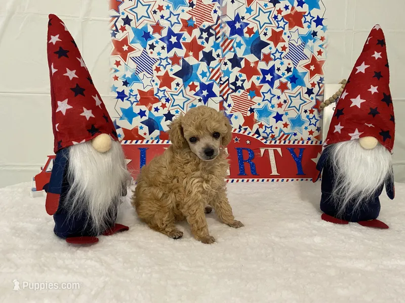 Brandy AKC – Poodle - Toy  puppy for sale in Winston-Salem, NC
