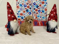 Brandy AKC, a female Poodle - Toy  for sale in Winston-Salem, NC – 1 of 4