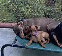 Rebel AKC, a male Miniature Pinscher for sale in Winston-Salem, NC – 2 of 4