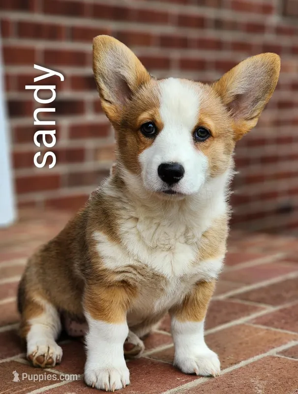 Sandy – Pembroke Welsh Corgi puppy for sale in Winston-Salem, NC