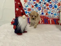 Biscuit AKC, a male Poodle - Toy  for sale in Winston-Salem, NC – 3 of 4