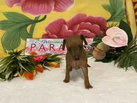 Rebel AKC, a male Miniature Pinscher for sale in Winston-Salem, NC – 5 of 7