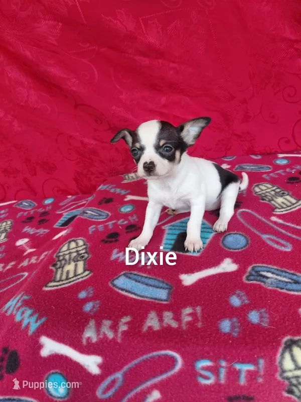 Dixie , a female Chihuahua for sale in Winston-Salem, NC – Photo 1 of 3