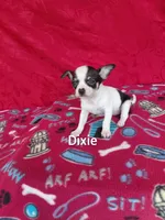 Dixie , a female Chihuahua for sale in Winston-Salem, NC – Photo 1 of 3