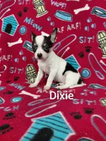 Dixie , a female Chihuahua for sale in Winston-Salem, NC – Photo 5 of 6