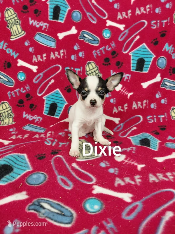 Dixie 