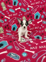Dixie , a female Chihuahua for sale in Winston-Salem, NC – Photo 1 of 6