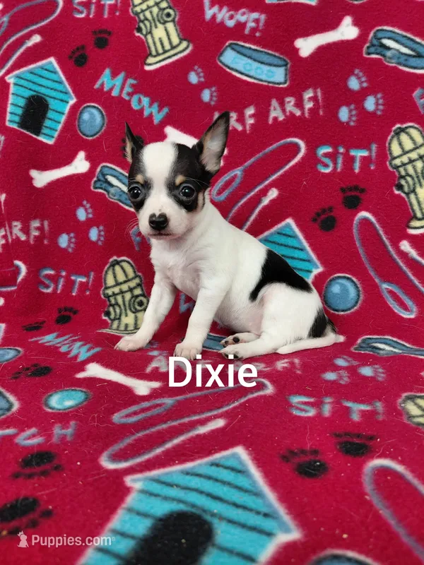 Dixie 