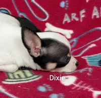 Dixie , a female Chihuahua for sale in Winston-Salem, NC – Photo 3 of 6