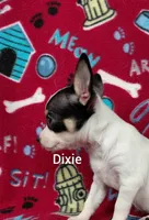 Dixie , a female Chihuahua for sale in Winston-Salem, NC – Photo 4 of 6