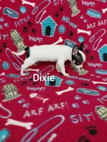 Dixie , a female Chihuahua for sale in Winston-Salem, NC – Photo 2 of 6