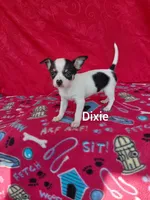Dixie , a female Chihuahua for sale in Winston-Salem, NC – Photo 2 of 3
