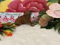 Rebel AKC, a male Miniature Pinscher for sale in Winston-Salem, NC – 6 of 7