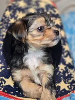 Toby, a male Maltipoo and Yorkipoo for sale in Whittier, CA – 3 of 8