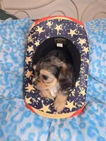 Toby, a male Maltipoo and Yorkipoo for sale in Whittier, CA – 4 of 8