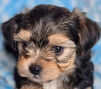 Toby, a male Maltipoo and Yorkipoo for sale in Whittier, CA – 1 of 8