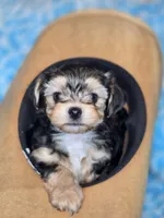 Toby, a male Maltipoo and Yorkipoo for sale in Whittier, CA – 2 of 8