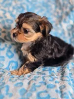 Toby, a male Maltipoo and Yorkipoo for sale in Whittier, CA – 8 of 8