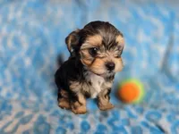 Toby, a male Maltipoo and Yorkipoo for sale in Whittier, CA – 7 of 8