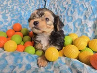 Toby, a male Maltipoo and Yorkipoo for sale in Whittier, CA – 6 of 8