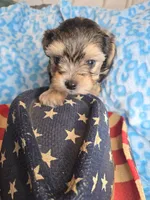 Toby, a male Maltipoo and Yorkipoo for sale in Whittier, CA – 5 of 8