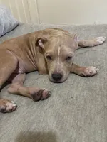 PRINCE, a male American Pit Bull Terrier for sale in Staten Island, NY – 2 of 4