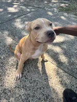 PRINCE, a male American Pit Bull Terrier for sale in Staten Island, NY – 4 of 4