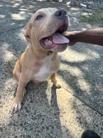 PRINCE, a male American Pit Bull Terrier for sale in Staten Island, NY – 3 of 4
