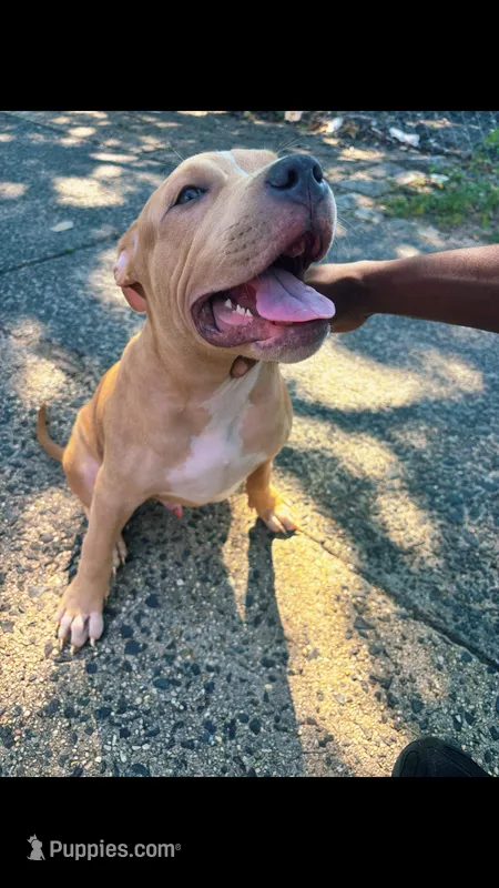 PRINCE – American Pit Bull Terrier puppy for sale in Staten Island, NY