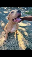PRINCE, a male American Pit Bull Terrier for sale in Staten Island, NY – 1 of 4