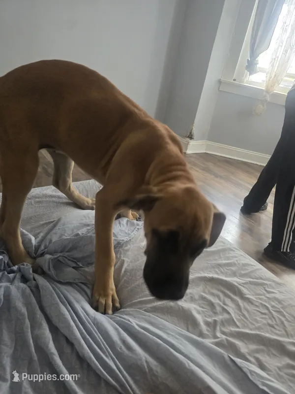 Bella – Perro de Presa Canario, Boerboel puppy for sale in Baltimore, MD